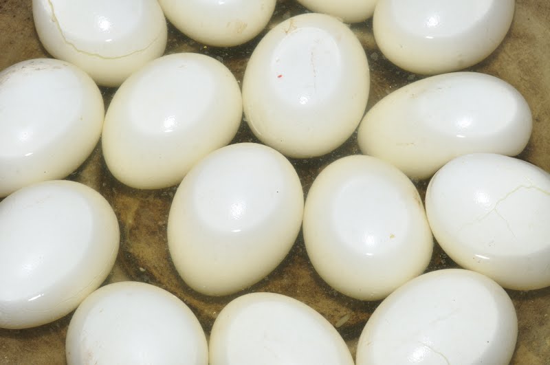 Hard-boiled eggs (bn: Dim), deep in hot water. ? Photo by Biswarup Ganguly, CC BY 3.0, via Wikimedia Commons