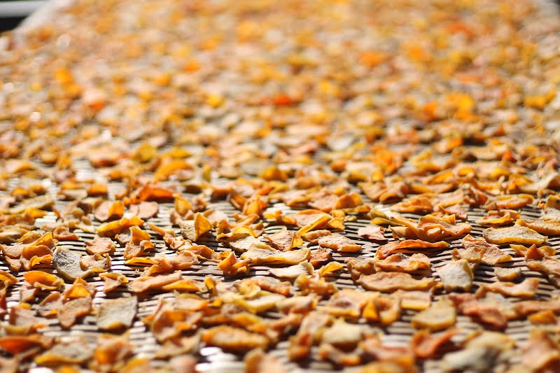 Sweet potatoes set out to dry in the fall. Lishui, China ? Photo by Lishuilynn, CC BY-SA 4.0, via Wikimedia Commons
