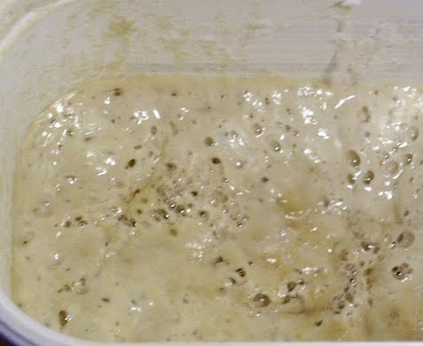 mother yeast culture ? Photo by Ibán Yarza, Public domain, via Wikimedia Commons